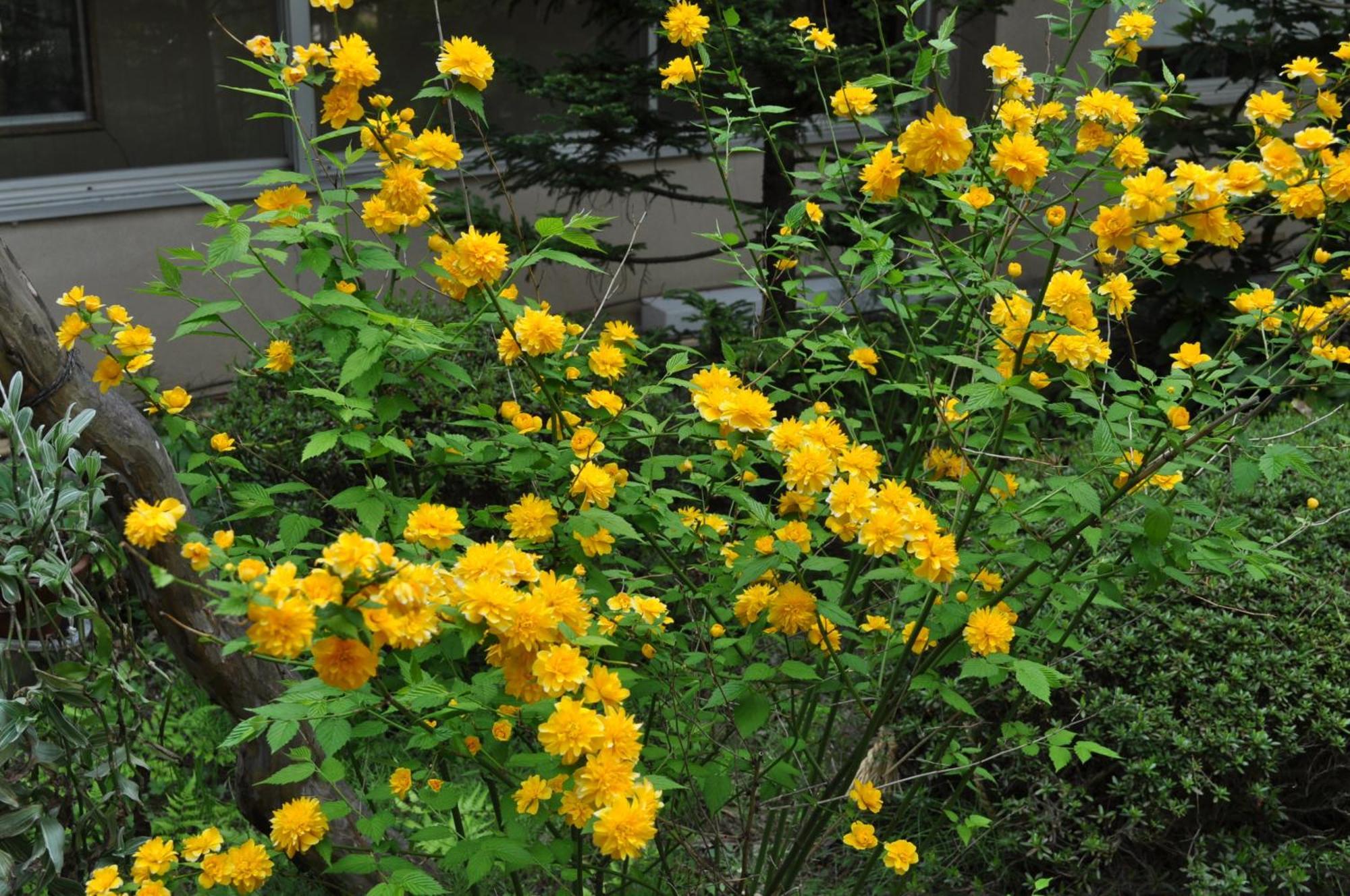 Yudanaka Yumoto Hotel Yamanouchi  Buitenkant foto